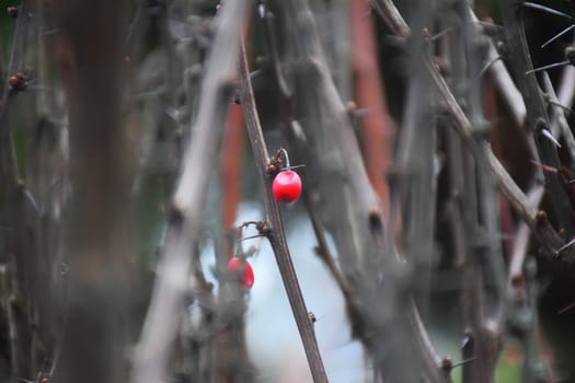 Cranberry wild. The bunch of red berries of cranberries in the fall in the swamp. Forest berries in the natural environment. Macro photo.