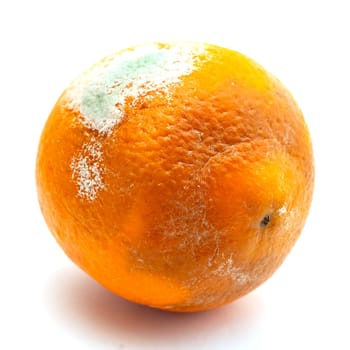 Orange orange covered with white mold.