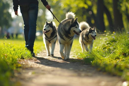 Owner and dog walking in garden unfocused background, Dog walker, Pet and owner.