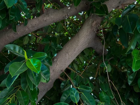 Ficus tree with young green leaves. Natural tropical tree background. High quality photo