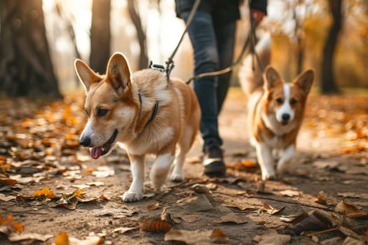 Owner and dog walking in garden unfocused background, Dog walker, Pet and owner.