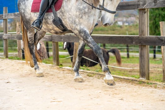 Lower part of the legs of a horse trotting in the sand of an equestrian center