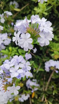 bougainvillea plant blooms purple, pink and orange flowers in April in spring. High quality photo