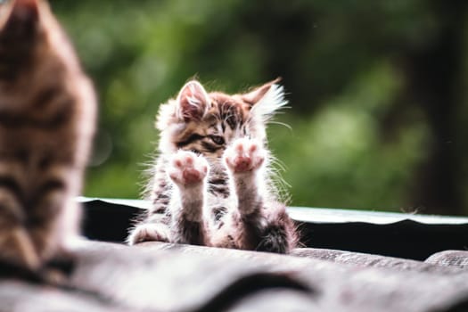 Beautiful abandoned kitten living in ruined slum looking at camera curiously. Homeless little kittens with striped coloring sit on a rooftop sun day
