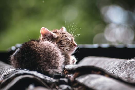 Beautiful abandoned kitten living in ruined slum looking at camera curiously. Homeless little kittens with striped coloring sit on a rooftop sun day