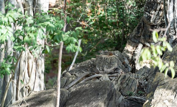 Kerodon rupestris rest camouflaged among rocks in their natural habitat.
