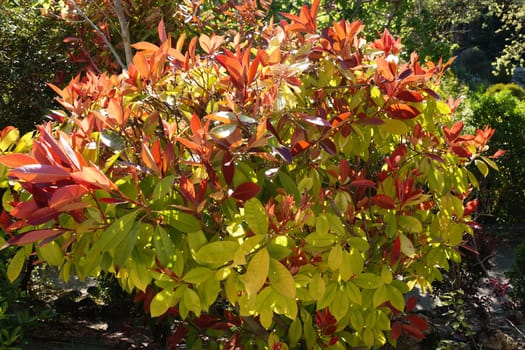 Red ornamental Chinese shrub Photinia Serratifolia in sunlight.