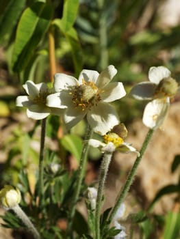 Anemone narcissiflora in sunlight close up