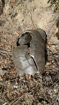 The broken carapace and remains of a large dead turtle during a dry, sunny day.