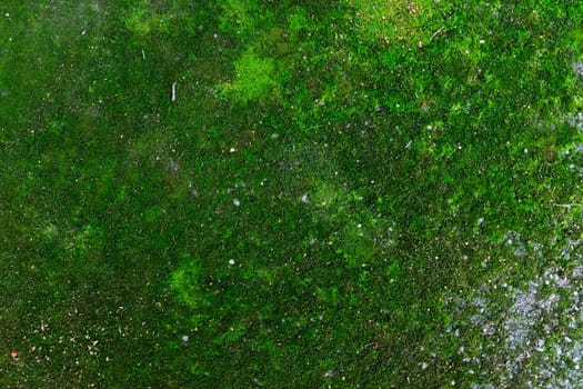 Green moss grows on a concrete road. Natural background of green moss.