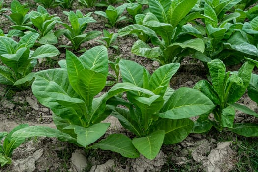 Field of tobacco. tobacco plantation, tobacco cultivation in Bangladesh