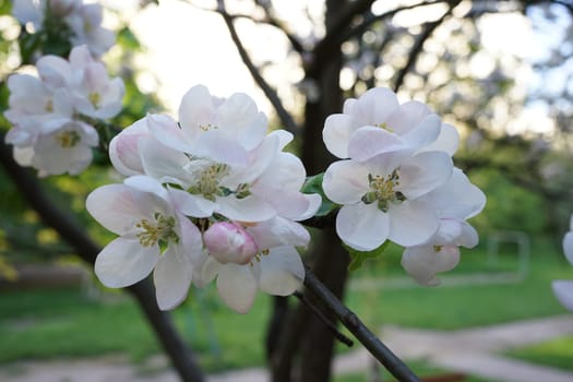 Apple tree flowers close-up. Spring garden.