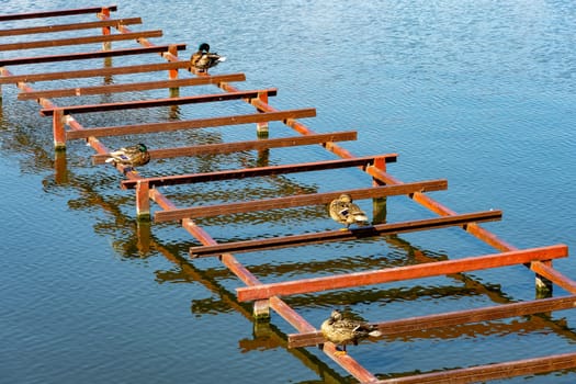 Wild ducks sit on a metal structure on a lake.