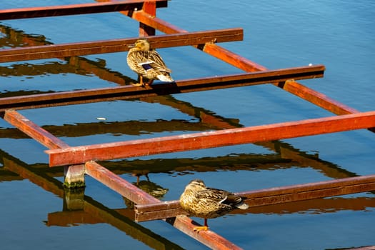 Two wild ducks are basking in the summer sun.