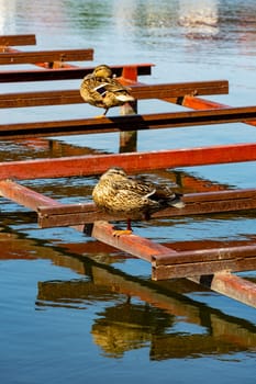 Wild ducks bask in the summer sun. The life of wild ducks next to humans..