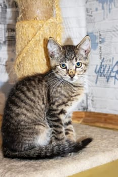 One small tabby gray kitten, close up portrait