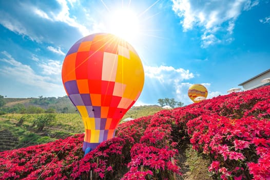 Red flower garden field, Khao Kho, with balloons in Khao Kho District Phetchabun Province, Thailand