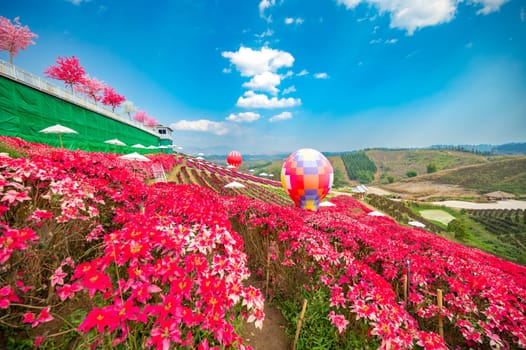 Red flower garden field, Khao Kho, with balloons in Khao Kho District Phetchabun Province, Thailand