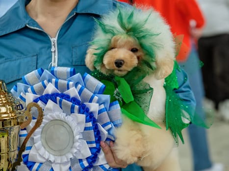 A poodle with a painted dragon-style head. The concept of creative dog grooming