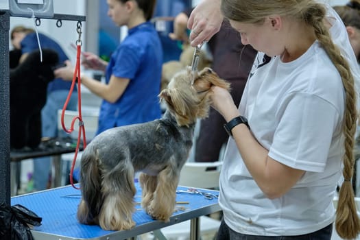 groomer haircut yorkshire terrier on the table for grooming in the beauty salon for dogs.