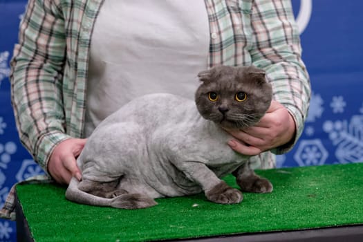 A woman demonstrates the haircut of a cat after grooming in an animal salon