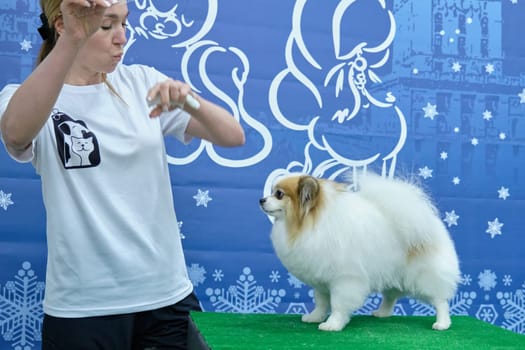 A female groomer uses her hands to hold the attention of a pomeranian dog, demonstrating the haircut of the animal