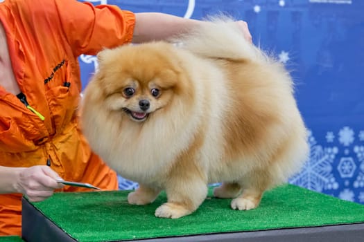 Red-haired gorgeous pomeranian in plush style after grooming