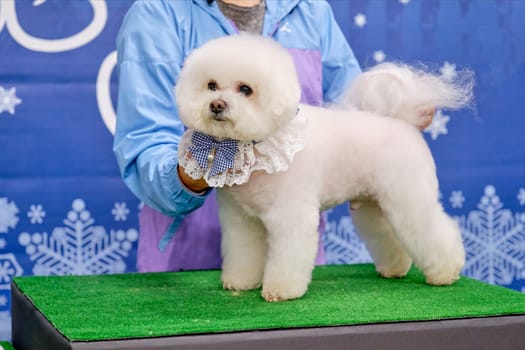 A groomer holds a bichon frise dog after grooming in a rack on a table
