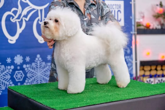 Gorgeous bichon frise dog after grooming in a specialized salon