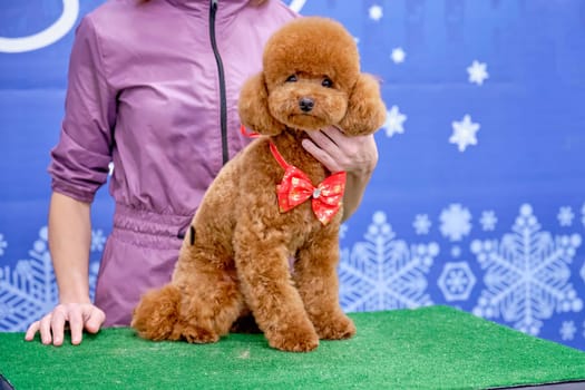 A poodle dog after a haircut with a beautiful butterfly sits on the table, and a groomer holds the dog fixing it