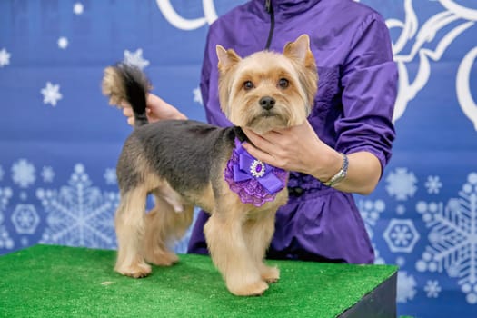 A Yorkshire Terrier dog on a grooming table in a beauty salon after taking care of an animal