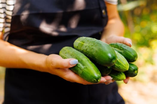 Close-up of fresh, green cucumbers cradled in a person's hands, suggesting organic farming and healthy eating.