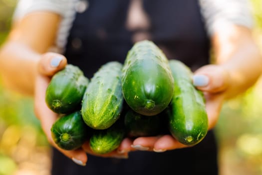 Close-up of a pair of hands presenting freshly harvested organic cucumbers, emphasizing homegrown and sustainable produce.