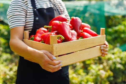 Close-up of hands holding a wooden crate full of vibrant red bell peppers in a garden.