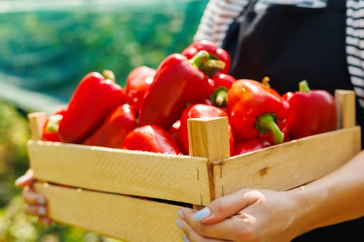 A person holding a wooden crate full of vibrant red bell peppers, freshly picked from the garden.