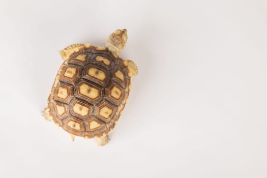 An isolated portrait of the sulcata tortoise, a patient and cute African reptile, highlights the beauty of its unique design and pattern against a white background.