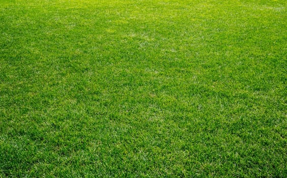 Smooth green grass, well-groomed lawn on a sunny day. Natural background of yellow-green grass in the sun. Stadium grass. Top view of garden background, bright grass concept, lawn for sports field
