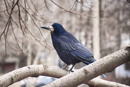 Common raven sitting on mossed branch in autumn nature