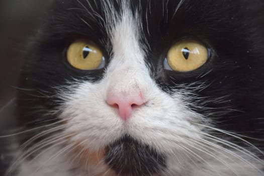 Sitting long haired cat looking aside. Full body portrait on transparent background.