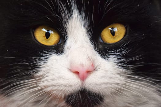 Sitting long haired cat looking aside. Full body portrait on transparent background.