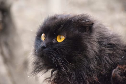 Close up of a black cat on the grass in the back yard, UK