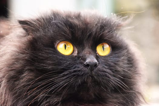 Close up of a black cat on the grass in the back yard, UK