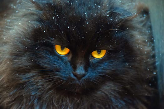 A black cat in a field of grass. Beautiful black cat portrait with yellow eyes in nature. Domestic cat walking in