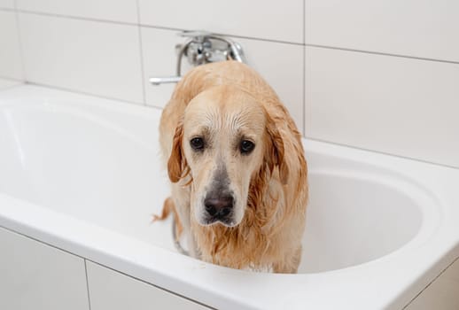 Unhappy Golden Retriever Dog In A White Bathtub Doesn'T Want To Bathe