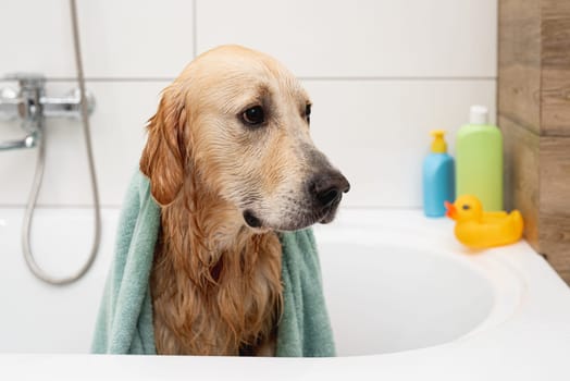 Unhappy Golden Retriever Dog With Towel On Head In White Bathtub, Doesn'T Want To Bathe