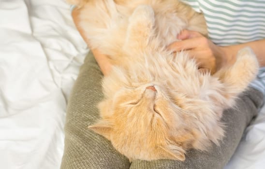 A ginger cat lies in the arms of a woman. The fluffy pet settled down comfortably to sleep or play. Morning at home