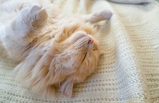 Close-up of a funny ginger cat sleeping on a knitted sweater at home