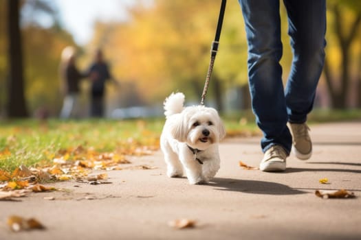 image of a person walking a pet dog in a city park on a sunny autumn day.