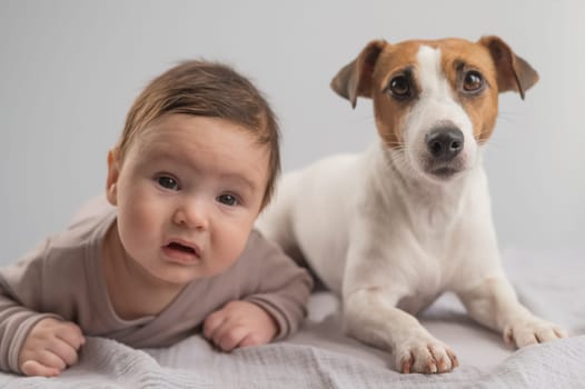 Portrait of a baby lying on his stomach and a Jack Russell Terrier dog