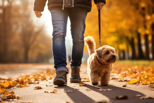 image of a person walking a pet dog in a city park on a sunny autumn day.
